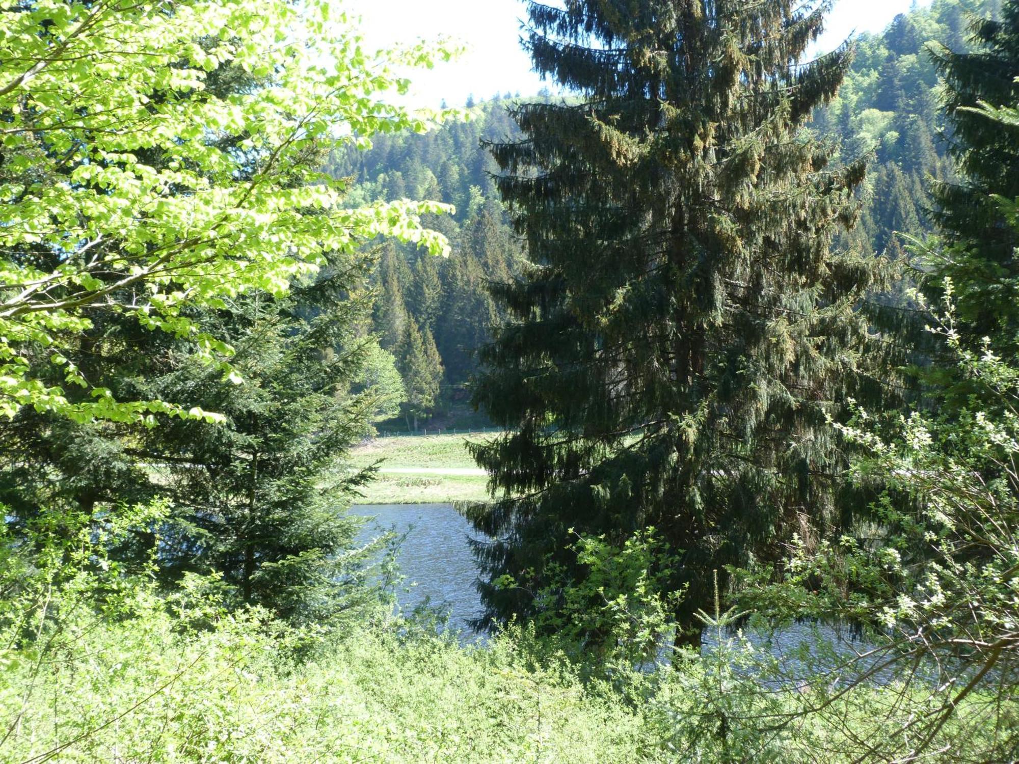 Domaine Des Hauts Viaux La Bresse Eksteriør billede